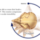 Image for article titled How do owls twist their heads all the way around without dying? At last we know.